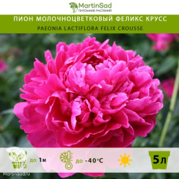 Пион молочноцветковый Феликс Крусс