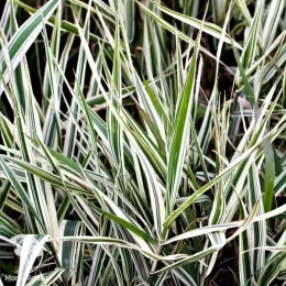 Фалярис тростниковый Элегантиссима