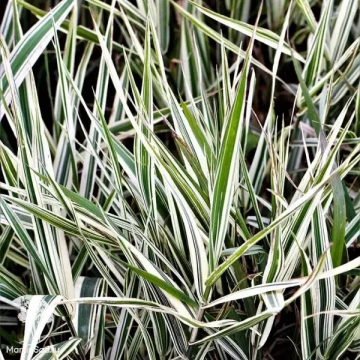 Фото Фалярис тростниковый Элегантиссима