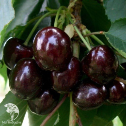 Черешня гибрид Дрогана + Ипуть + Мичуринка