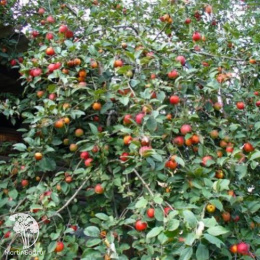 Яблоня Пепин Шафранный