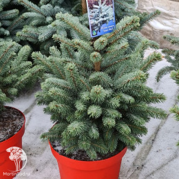 Ель голубая новогодняя Супер Блю в горшке