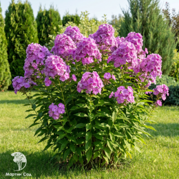 Флокс метельчатый Селена