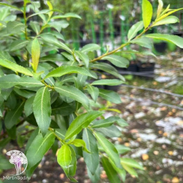 Ива тонкостолбиковая Куроме на штамбе