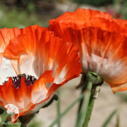 Мак восточный Пикоти