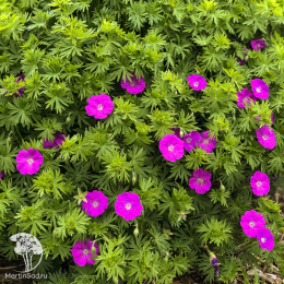 Герань кроваво-красная