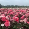 Роза парковая Корал Желе фото 2 