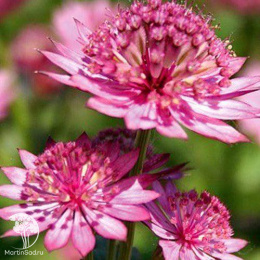 Астранция крупная Примадонна