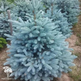 Ель колючая Глаука Маджестик Блю