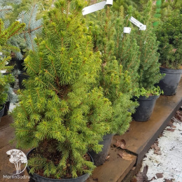 Ель новогодняя Коника 30-40 см