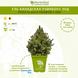 Ель канадская Рэйнбоуз Энд в контейнере