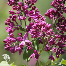 Сирень обыкновенная Индия