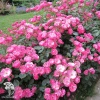 Роза флорибунда Анжела фото 2 
