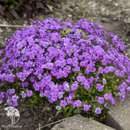 Флокс шиловидный Пёпл Спрайт