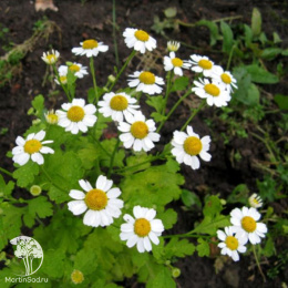 Пиретрум девичий Кампань