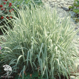 Фаларис тростниковый Фесей