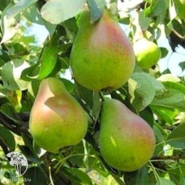 Груша Русская красавица