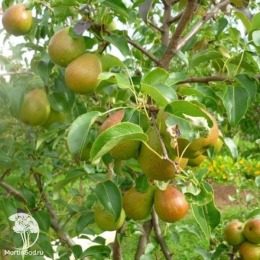 Груша Чижовская + опылитель Груша Северянка краснощекая