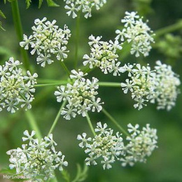 Тмин овощной Анисовый мед