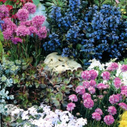 Смесь низких многолетников Цветочный коктейль
