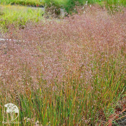 Трясунка средняя Доддеринг Диллис