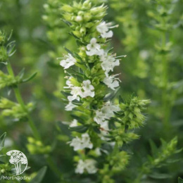 Иссоп лекарственный Нектар Уайт