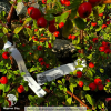 Кизильник Урсинов фото 3 