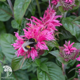 Монарда Кренберри Лейс