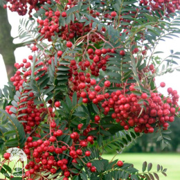 Рябина Бусинка