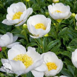 Пион травянистый Ян ван Левен