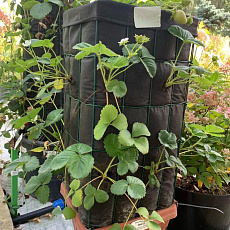 Фото Клубника садовая в ассортименте - вертикальная гряда 20 кустов