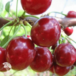 Черевишня дюк Барыня