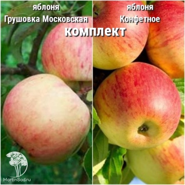 Фото Сверхвыгодный комплект! Яблоня Грушовка Московская + опылитель яблоня Конфетное
