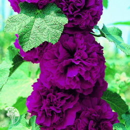 Мальва Чатерс Дабл Виолет