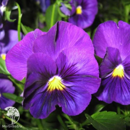 Фиалка Мартин