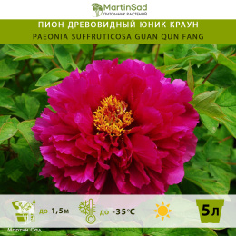 Пион древовидный Юник краун