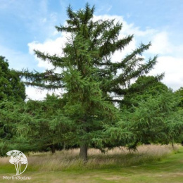 Лиственница Маршлинса