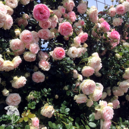 Роза плетистая Пьер де Ронсар