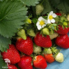 Клубника Клери фото 2 