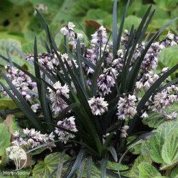 Офиопогон плоскострелый Нигресенс