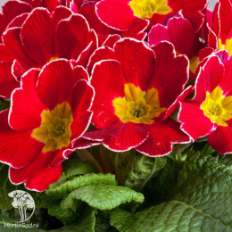 Примула Ромио красная  махровая F1