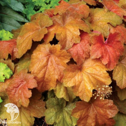 Сверхвыгодный микс! Гейхера Лаймейд + Гейхера Саузен Комфорт + Гейхера Паприка