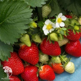 Клубника Клери