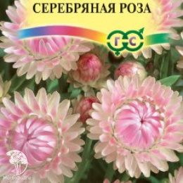 Гелихризум Серебряная роза