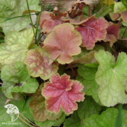 Гейхера Тирамису