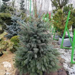 Ель голубая  Блю Даймонд