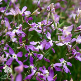 Маттиола Ночная фиалка