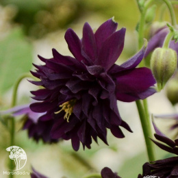 Аквилегия Нора Барлоу, культурная (серия Блэк)