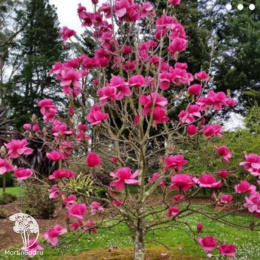 Магнолия гибридная Феликс Джури