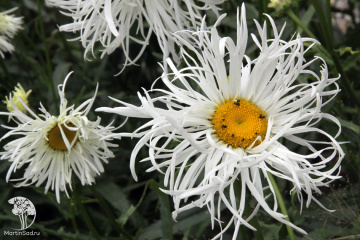 Фото Нивяник великолепный Олд Корт Вэрайети